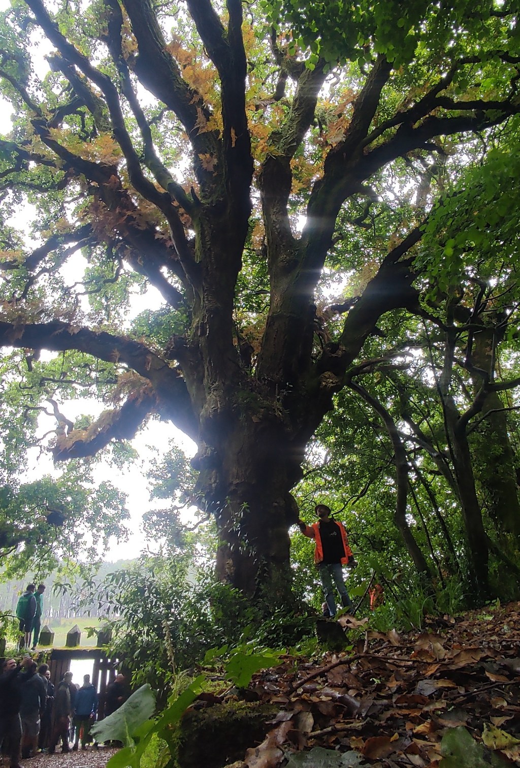 Jornada técnica de Arboricultura en XXI Campeonato Nacional de Trepa de árboles (Boiro)