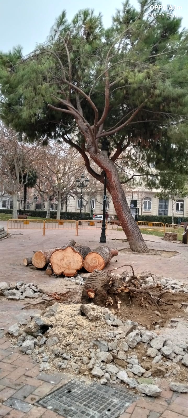 “No cayó por viejo: la voz de una arborista ante la caída de un gran árbol en&nbsp;Zaragoza”