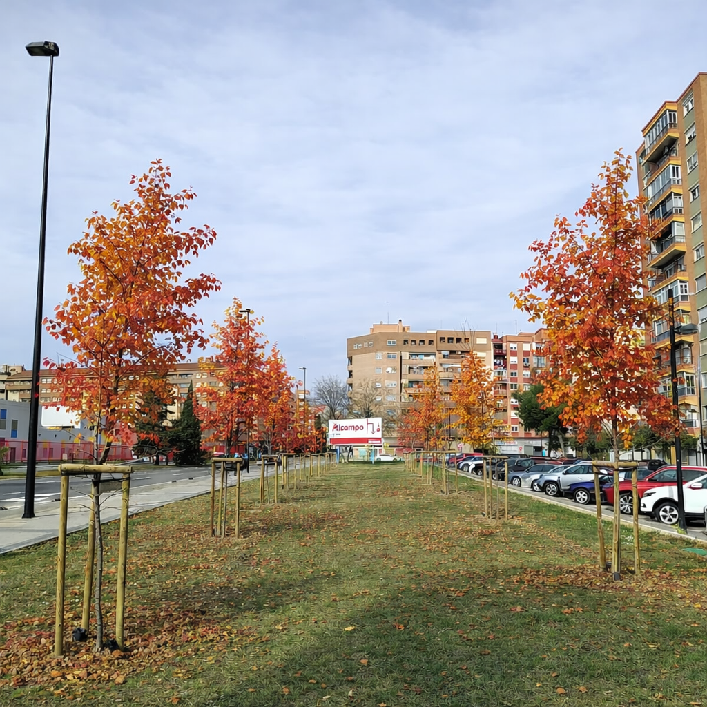 ¡Han plantado una mini arboleda frente a mi casa! 🌳