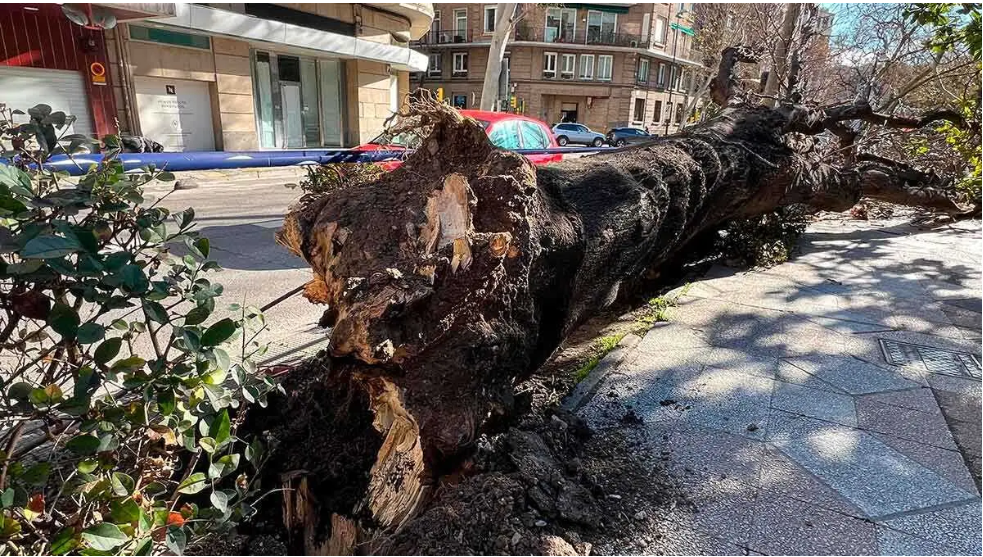 ¿Por qué se caen nuestros árboles en episodios de intensos vientos y precipitaciones?