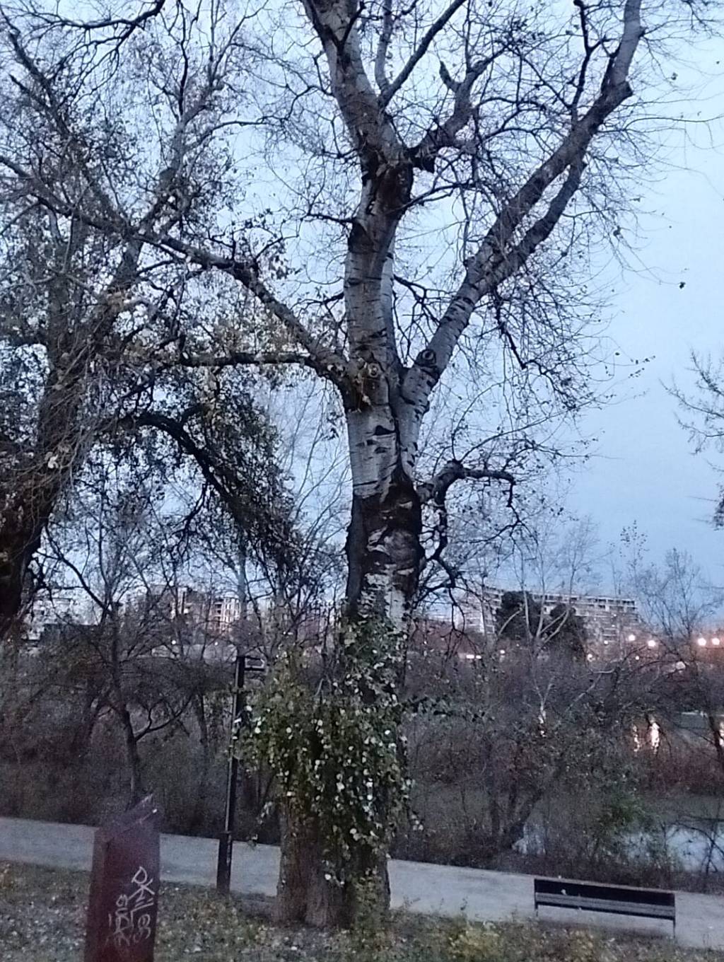 Cuando el vigor engaña: señales de estrés en el arbolado urbano.