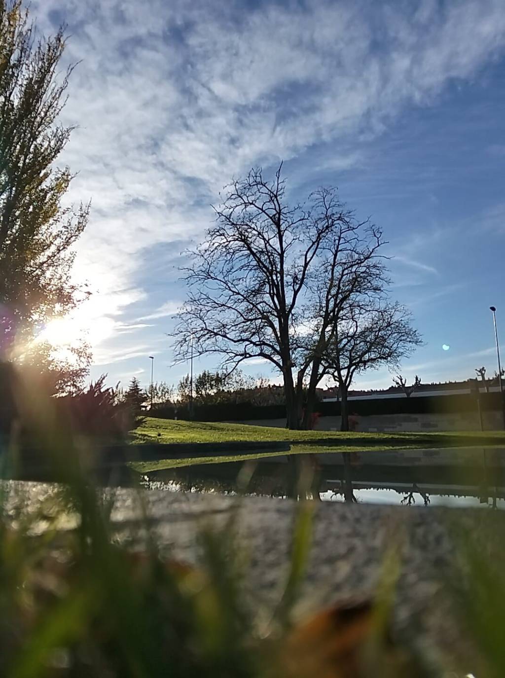 La desnudez de los árboles y su fantástica arquitectura🌳